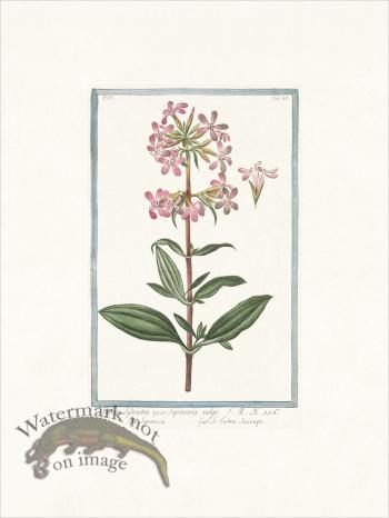 Bonelli 533 Saponara